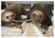 "Hoffmann's 2-toed Sloth babies, Aviarios Sloth Sanctuary" Paper Art, 38"x26"