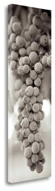 "Grapes Pano - 9" By Alan Blaustein, Giclee Print on Gallery Wrap Canvas