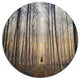 Thick Forest Of Poplars At Sunset, Forest Disc Metal Wall Art, 36"