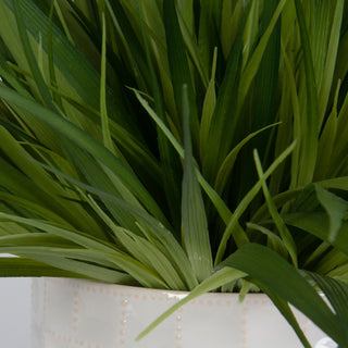 Close-up of foliage in white pot; cropped view on white background.