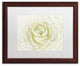 Cora Niele 'White Persian Buttercup' Matted Framed Art