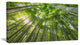 "Peaks of Bamboo in Kyoto Forest" Oversized Forest Wall Art, 32"x16"