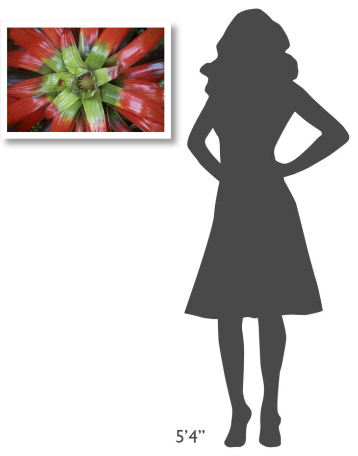 "Bromeliad flower, Costa Rica" Digital Paper Print by Tim Fitzharris, 26"x18"
