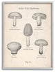 Edible Wild Mushrooms Vintage Drawing Design, 11"x14"