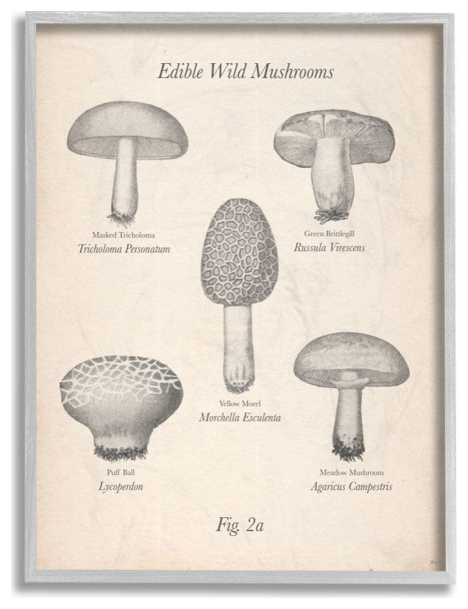 Edible Wild Mushrooms Vintage Drawing Design, 11"x14"