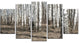 Beautiful Dense Birch Forest View, Modern Forest Canvas Art, 60"x32", 5 Panels