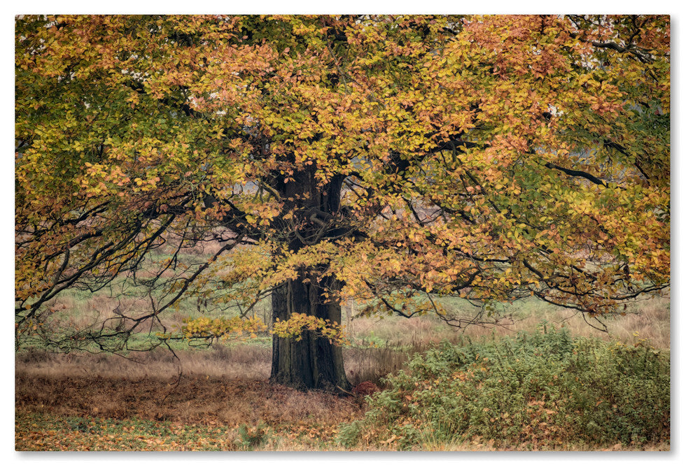 Cora Niele ''Beech Tree'' Canvas Art