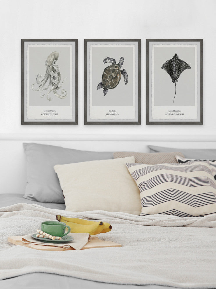 Aetobatus Narinari Triptych, 3-Piece Set, 8x12 Panels