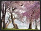 "Cherry trees bloom, Washington, USA" Framed Canvas Giclee by Anonymous, 17x13"
