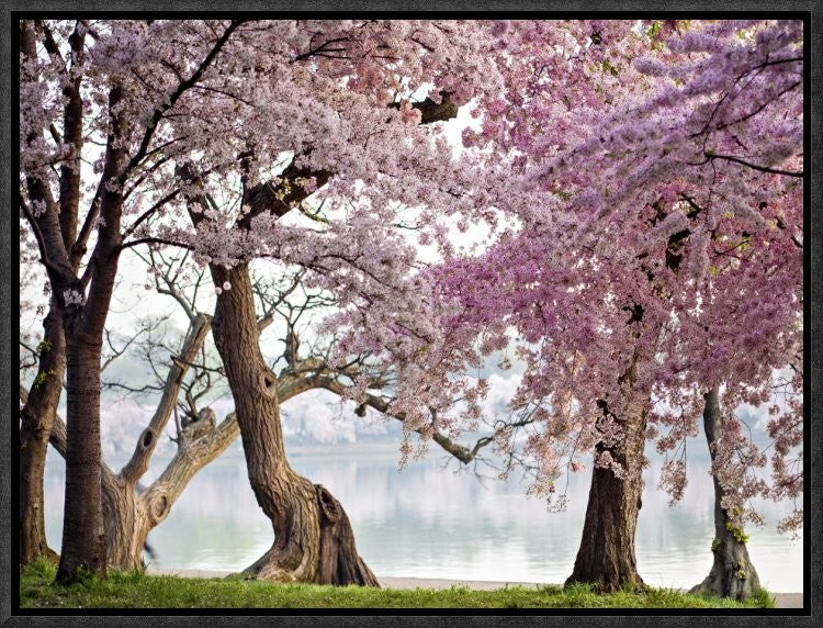 "Cherry trees bloom, Washington, USA" Framed Canvas Giclee by Anonymous, 17x13"