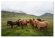 Philippe Sainte-Laudy ''Bunch of Friends'' Canvas Art