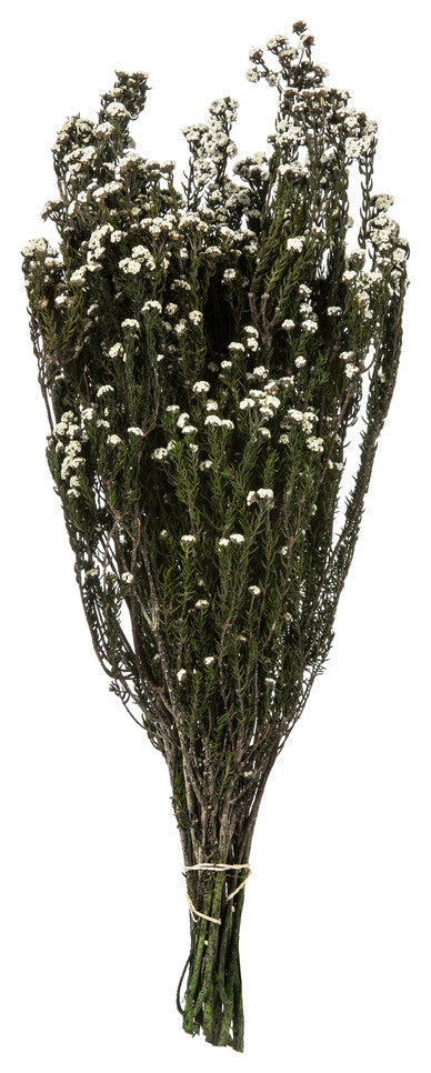 Vickerman 12-22" Natural Phylica Bundle, Preserved