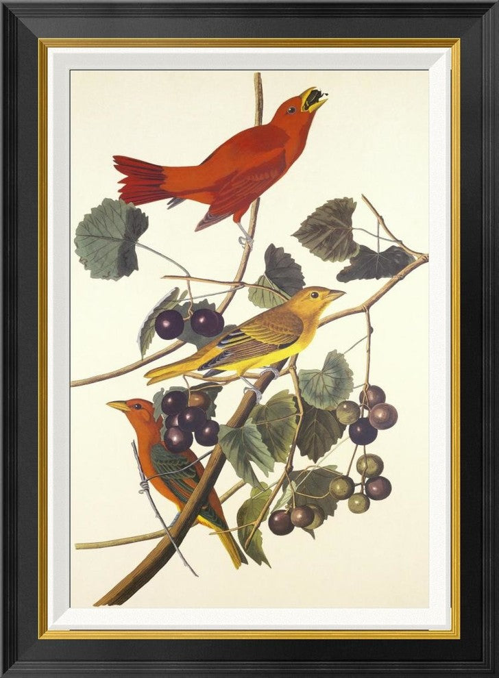 "Summer Red Bird" Framed Canvas Giclee by John James Audubon, 22x30"