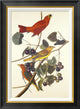 "Summer Red Bird" Framed Canvas Giclee by John James Audubon, 22x30"