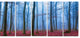 Foggy Forest in Blue and Pink Photo, Modern Forest Canvas Art, 60"x28", 5 Panels