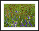 Delphinium and Mexican Hat Flowers In Meadow, North America, 38"x30"