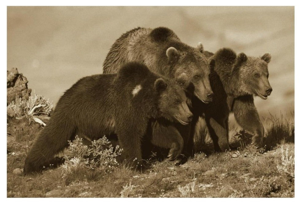 "Grizzly Bear mother with 1 year old cubs, North America" Paper Art, 32"x22"