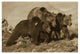 "Grizzly Bear mother with 1 year old cubs, North America" Paper Art, 32"x22"