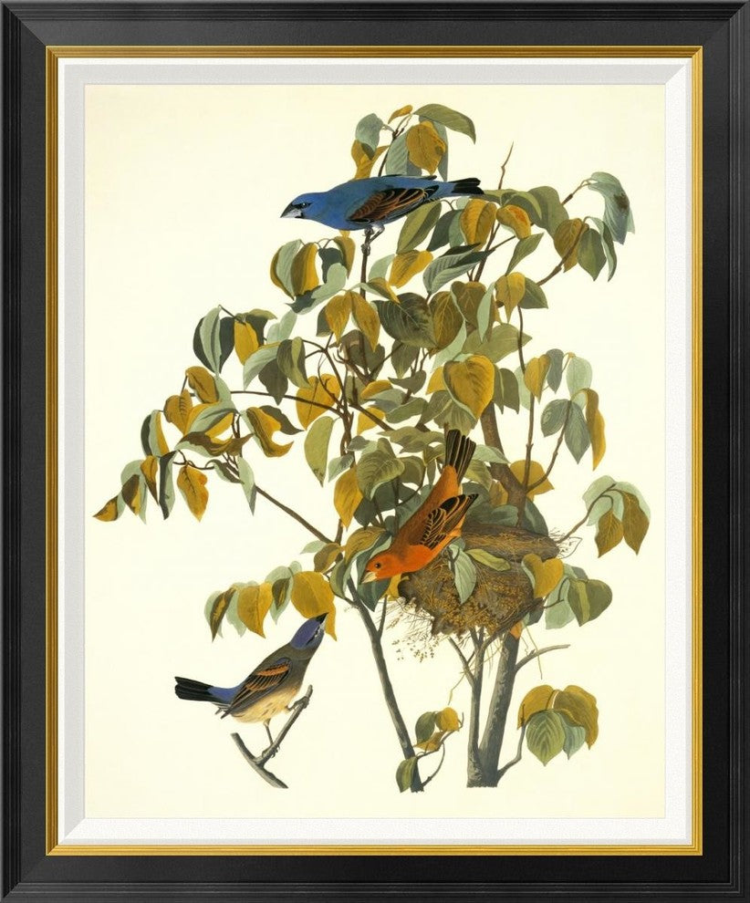 "Blue Grosbeak" Framed Canvas Giclee by John James Audubon, 28x34"