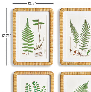 Forest Fern Prints
