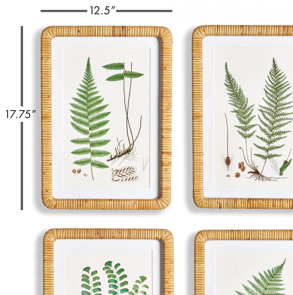 Forest Fern Prints