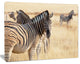 Zebra in Etosha Wandering in Grass, African Canvas Art Print, 20"x12"