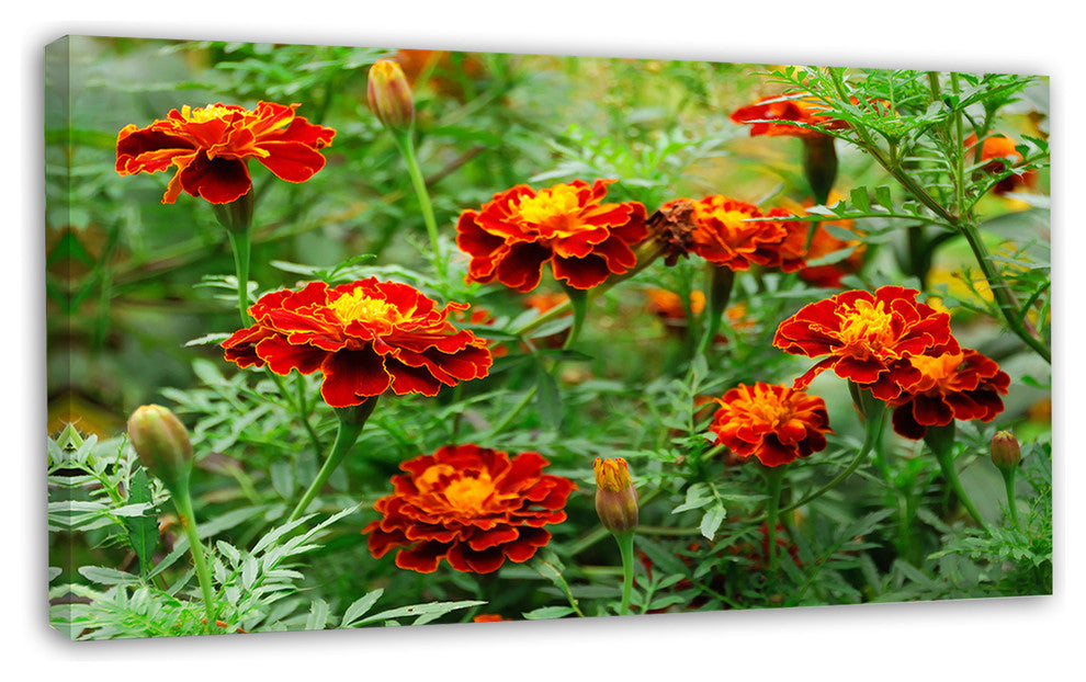 Blooming Red Marigold Flowers, Floral Canvas Art Print, 32"x16"
