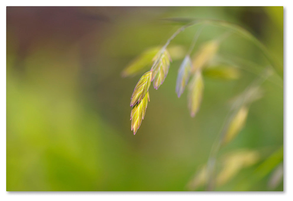 Cora Niele 'Sea Oats Grass' Canvas Art