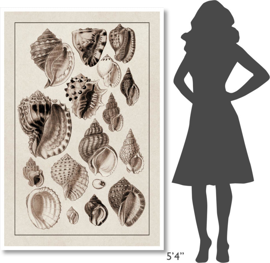 "Shells: Purpurifera (Sepia)" Digital Paper Print by G.B. Sowerby, 42"x62"
