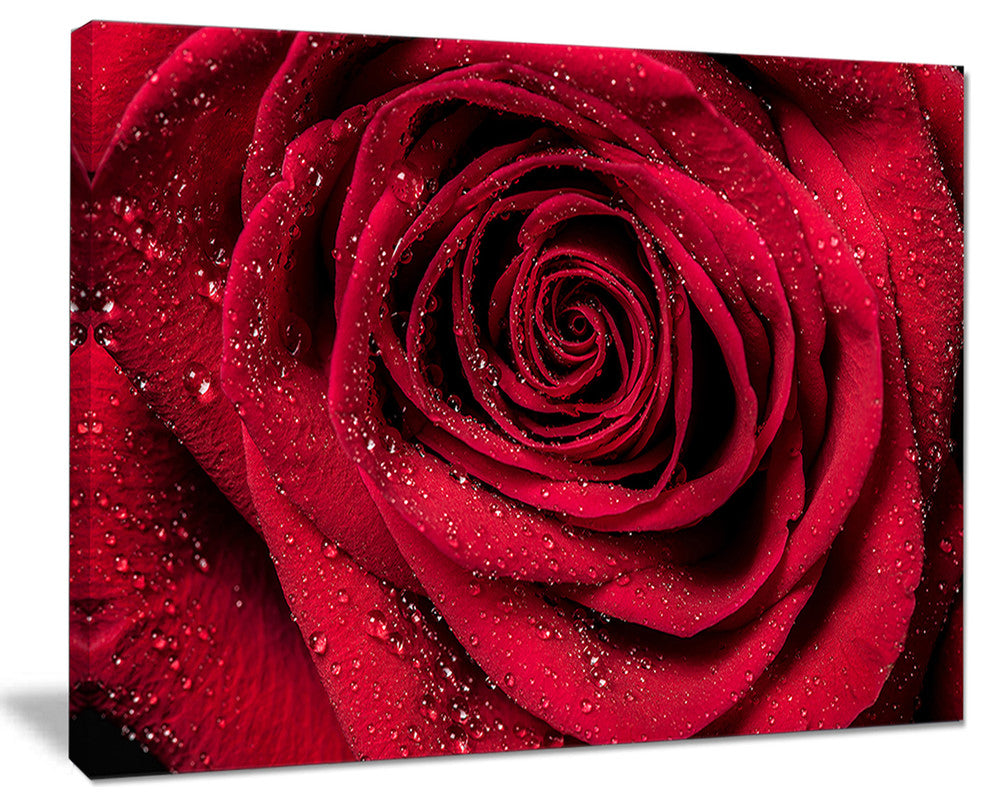 "Red Rose Petals With Rain Droplets" Canvas Print, 20"x12"