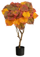 3' Autumn Umbrella Ficus Tree