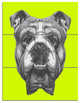 English Bulldog with Bow Tie, Contemporary Animal Art Canvas, 28x36, 3 Panels