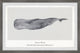 "Physeter Macrocephalus" Framed Painting Print, 18x12