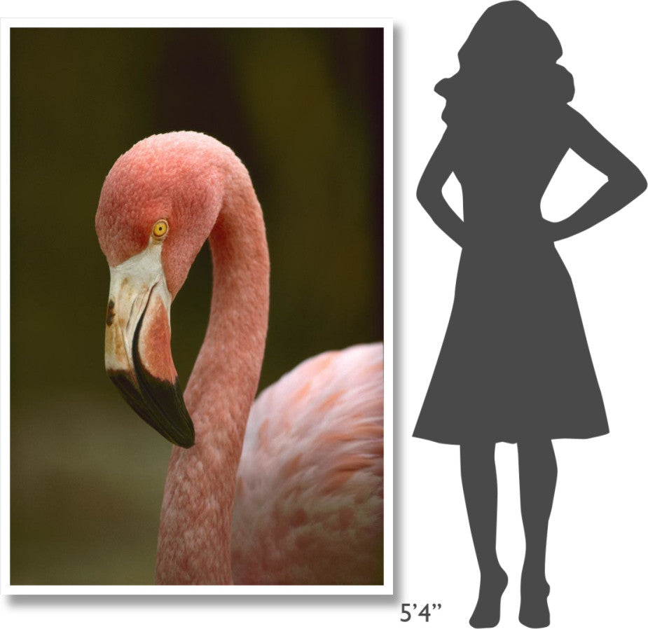 "Greater Flamingo, Caribbean" Digital Paper Print by Tim Fitzharris, 42"x62"