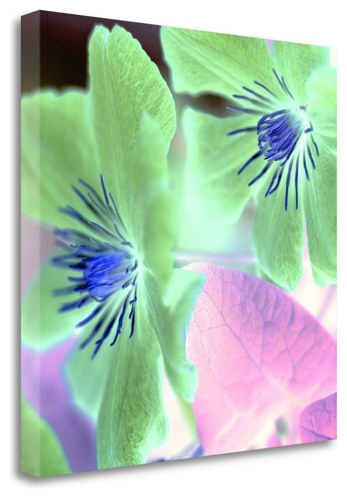 "Floral Color - 13" By Alan Blaustein, Giclee Print on Gallery Wrap Canvas