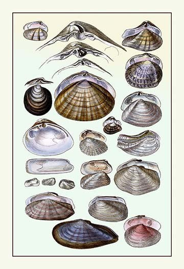 Shells: Dimyaria #1- Fine Art Giclee Print 24" x 36"