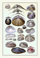 Shells: Dimyaria #1- Fine Art Giclee Print 24" x 36"