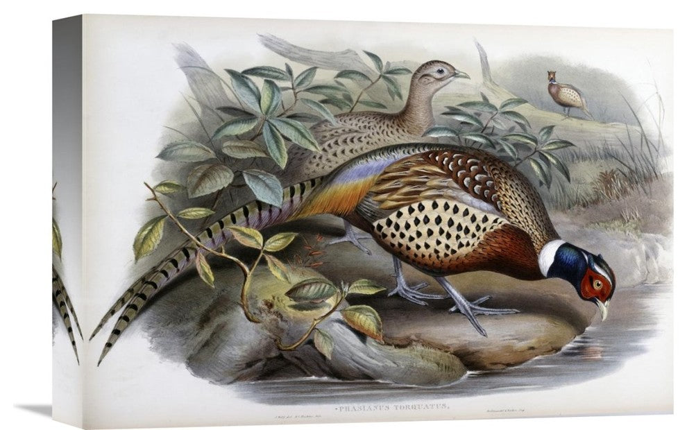 "Chinese Ring-Necked Pheasant" Stretched Canvas Giclee by John Gould, 16"x11"