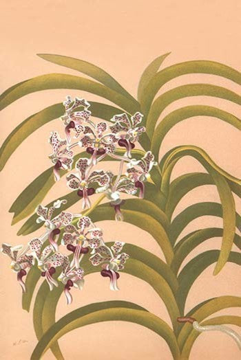 Vanda Suavis - Canvas Poster 20" x 30"
