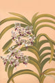 Vanda Suavis - Canvas Poster 20" x 30"