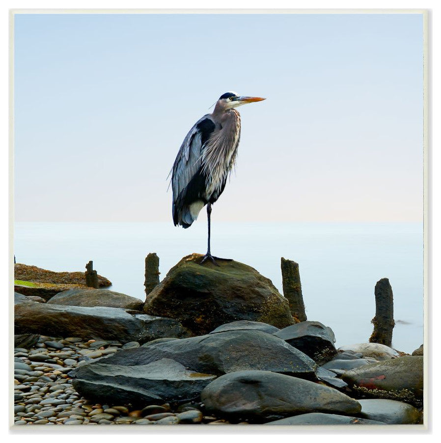 BHeron Bird Ocean Animal Photograph, 12"x12"