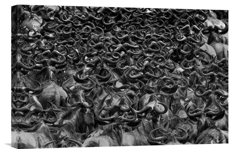 "Wildebeest In Crossing" Stretched Canvas Giclee by Jun Zuo, 18x12"