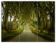 Dark Hedges Road through Old Trees, Landscape Canvas Art Print, 36x28, 3 Panels