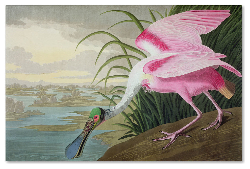 'Roseate Spoonbill' Canvas Art by John James Audubon