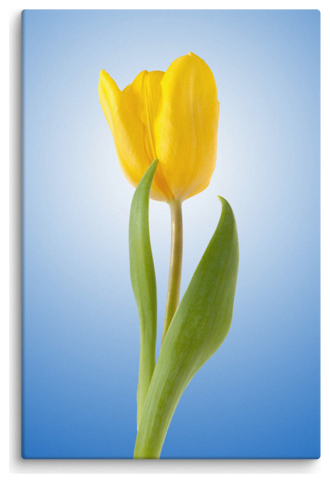 Yellow Tulip Minimal Botanical Floral Nature Photo Canvas Wall Art Print, 24" X 36"