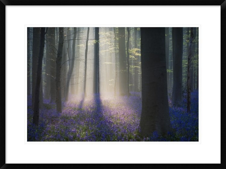"Velvet Light" Framed Digital Print by Adrian Popan, 32x24"
