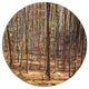 Thick Carpathian Deciduous Forest, Forest Large Disc Metal Artwork, 23"