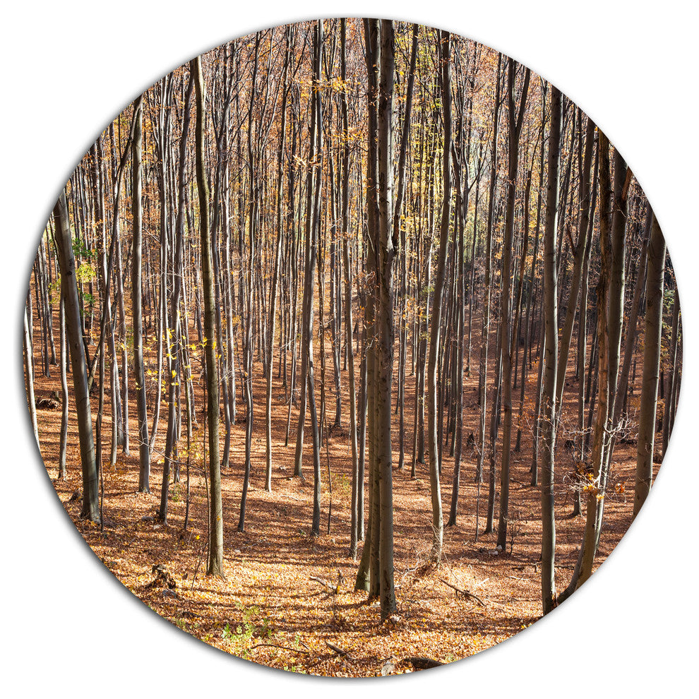 Thick Carpathian Deciduous Forest, Forest Large Disc Metal Artwork, 23"