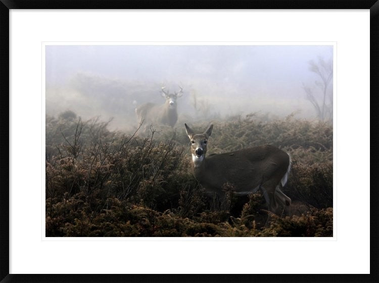 "The Rut In On White-Tailed Deer" Framed Digital Print by Jim Cumming, 32x24"
