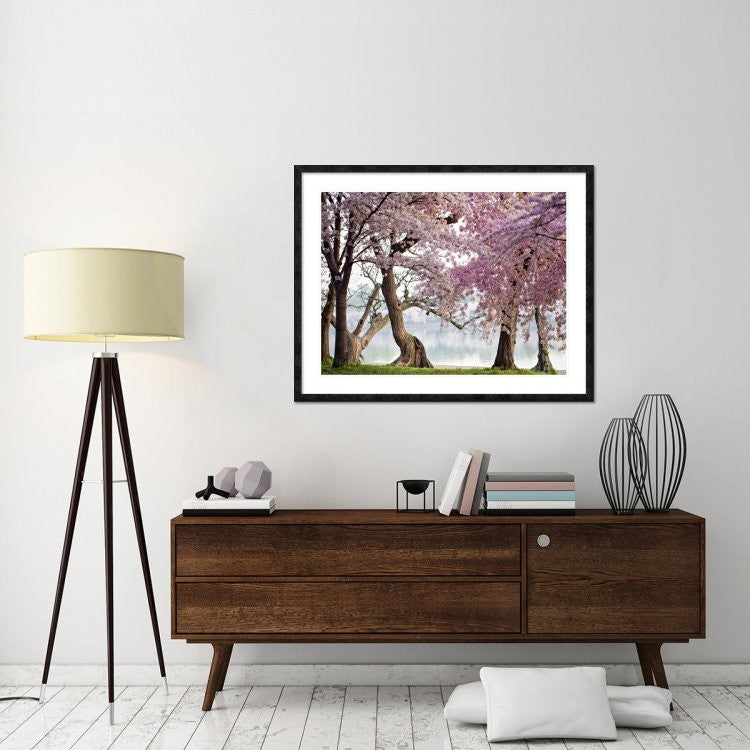 "Cherry trees bloom, Washington, USA" Framed Digital Print by Anonymous, 48x38"
